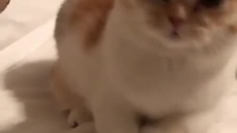 Singing cat