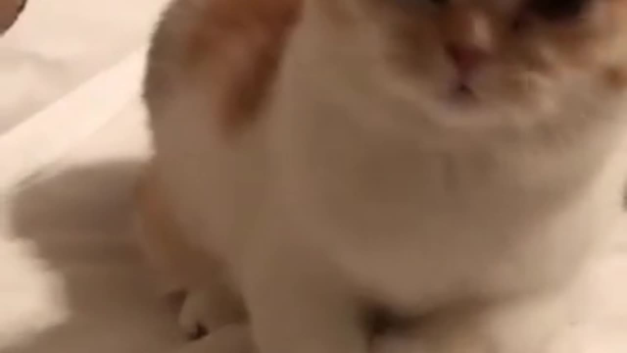 Singing cat