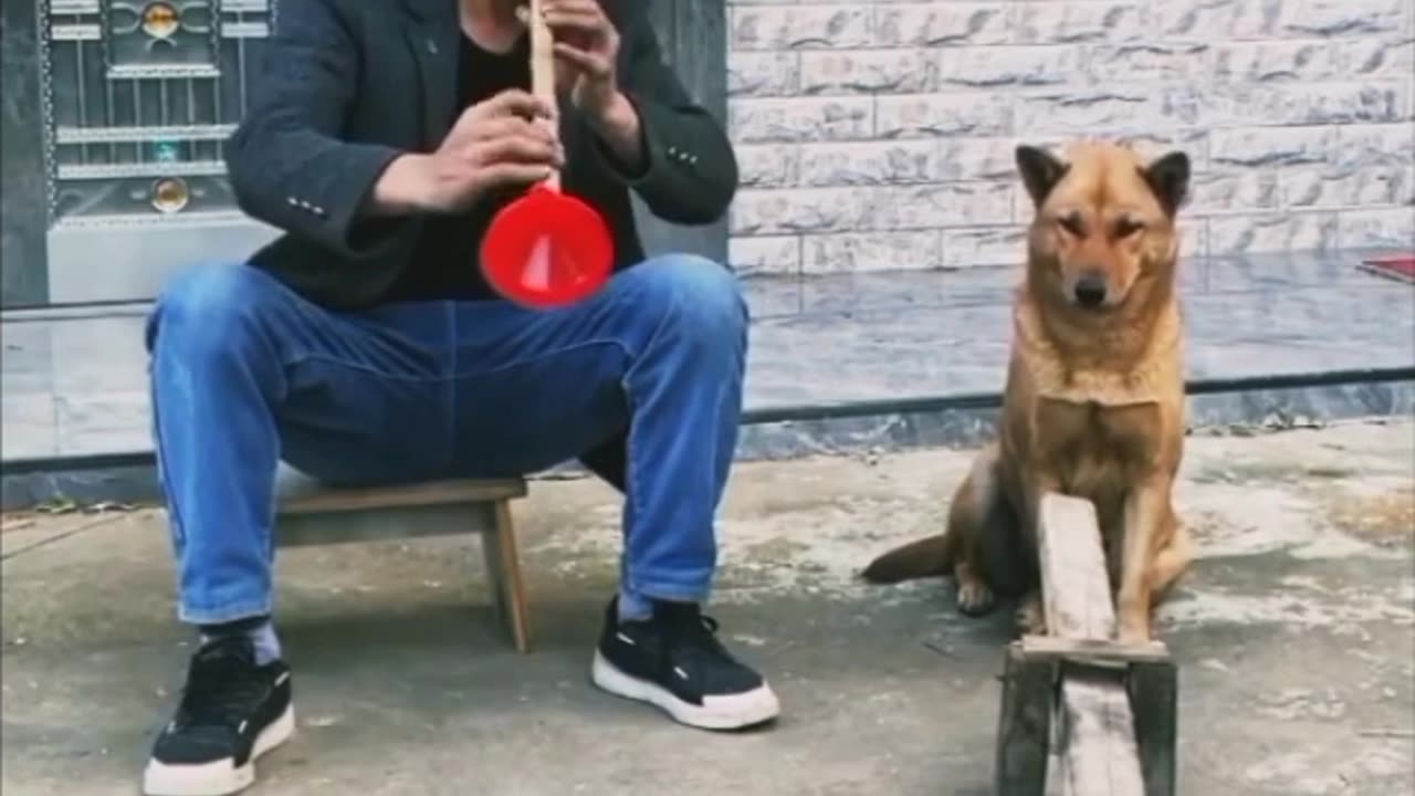 Musician dog