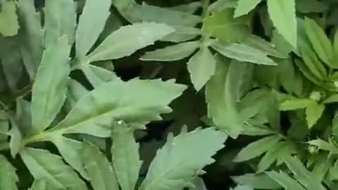 African marigolds can do some amazing things