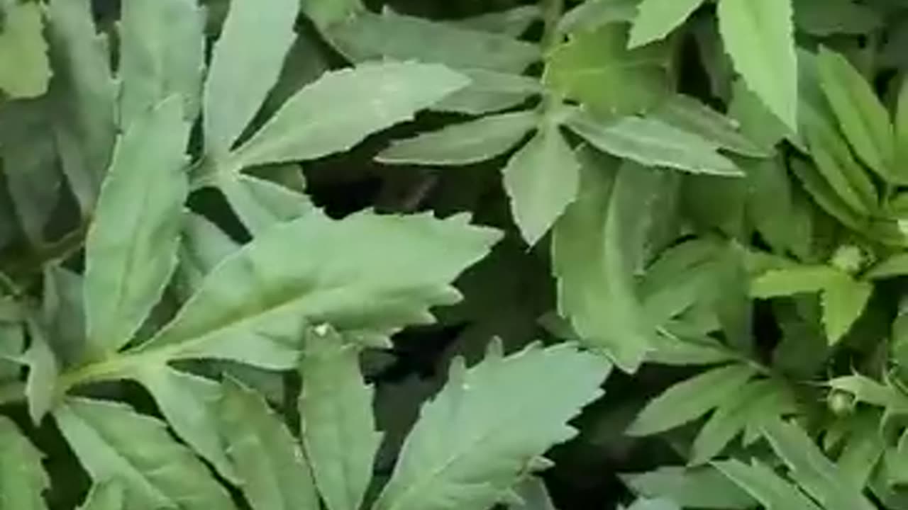 African marigolds can do some amazing things