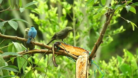 COLORFUL BIRDS IN 12K HDR 120FPS ULTRA HD DOLBY VISION !!!!