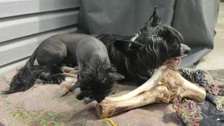 😂🐾 Adorable Chinese Cresteds Share a Bone Like Besties! | FunFM