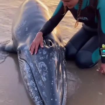 Whisper to the Whale