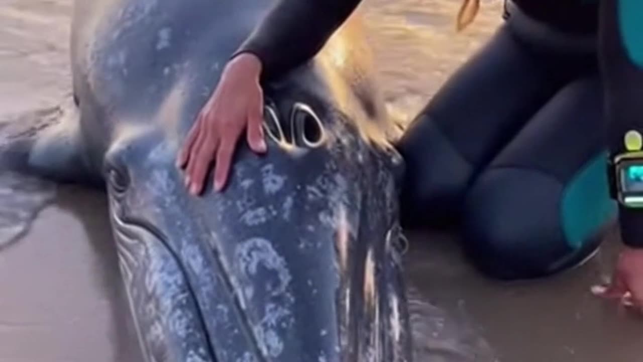 Whisper to the Whale