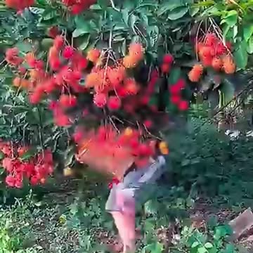 The Shocking Truth About Rambutan Trees—Why It Takes So Long to Grow!