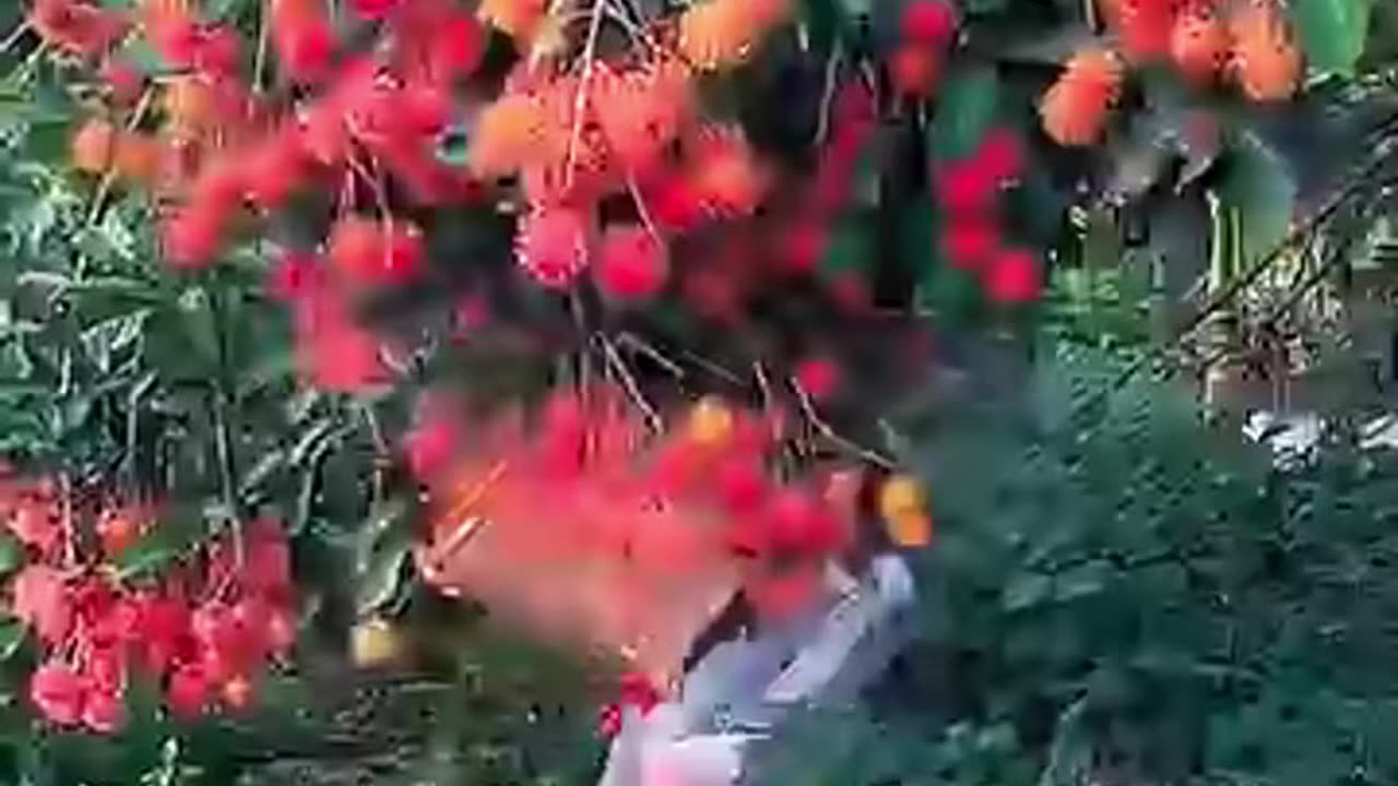 The Shocking Truth About Rambutan Trees—Why It Takes So Long to Grow!