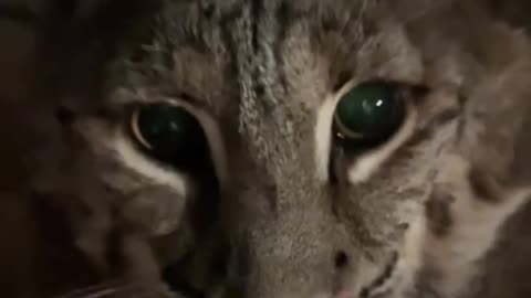 when you have to ask your cat permission to get into bed