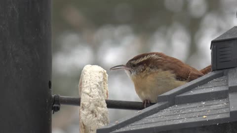 Wren