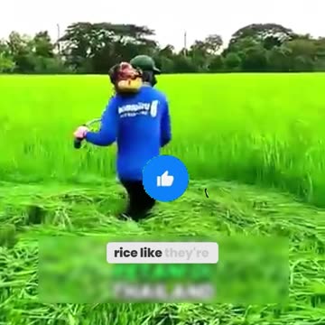 Why Thai Farmers 'Waste' Rice – The Shocking Truth Behind This Ancient Practice!