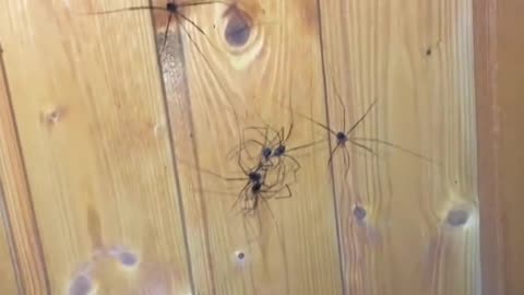 When Your Wall is Covered with Creepy Crawlies