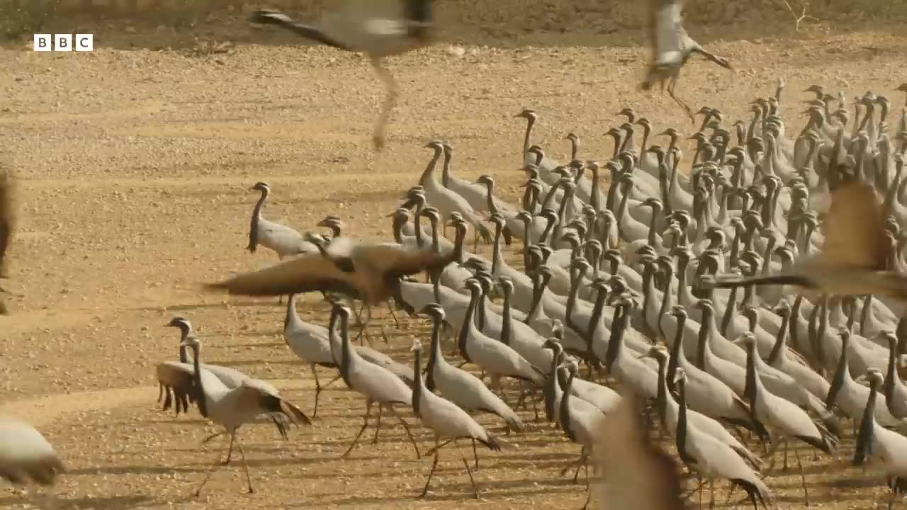 ‎Why Thousands of Cranes Migrate to This Tiny Indian Village | BBC Earth