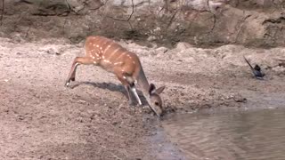 Deer Vs Dangerous Crocodile