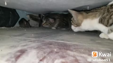 os 2 gatos pegando rato debaixo da cama.mp4