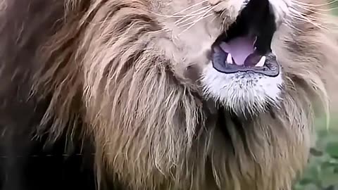 The roar of a hungry lion