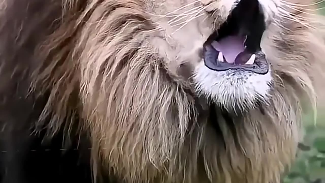 The roar of a hungry lion