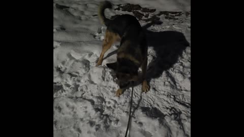 Virgil german shepherd.