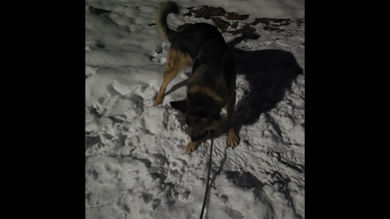 Virgil german shepherd.