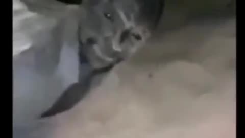 😱👻 Terrifying Shadow Figure Caught on Camera! | TheHauntingHour