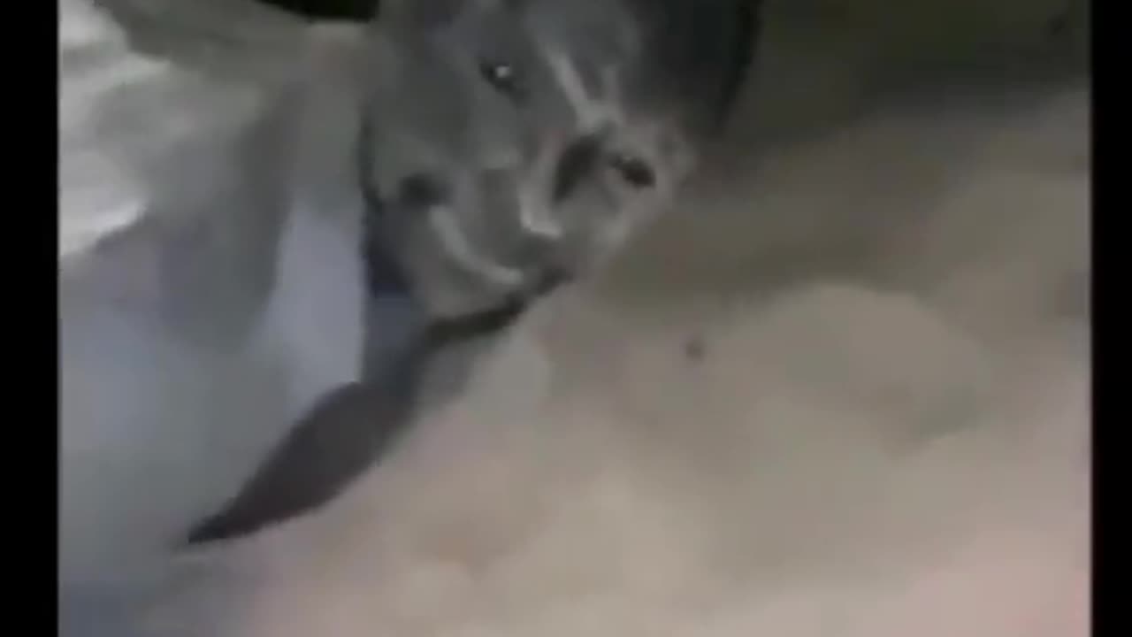 😱👻 Terrifying Shadow Figure Caught on Camera! | TheHauntingHour