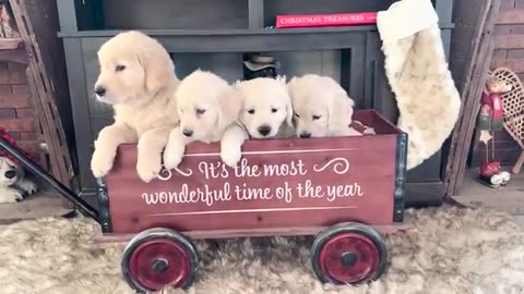 Funny Animal Moments That Made 2025 😂