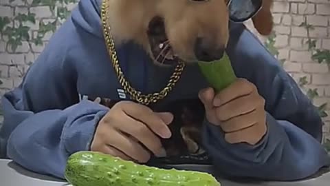 Pets That Will Make You Laugh/ Hilarious Pet/ Cutest Moments Ever 😂🐶 #Shorts