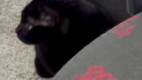 Cute Precious Piper Sits By the Chair Mat - My Adopted Shelter Cat Vlog #shorts