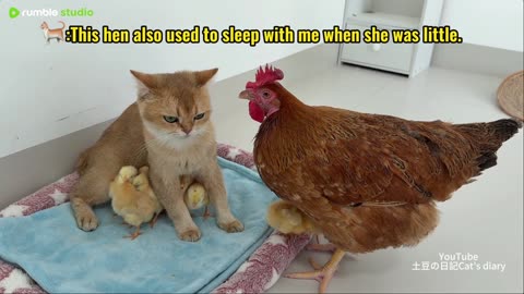 The mother hen decides to wrest custody of her chicks from the cat's arms.