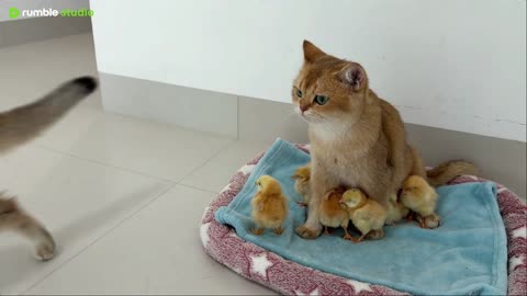The mother hen decides to wrest custody of her chicks from the cat's arms.