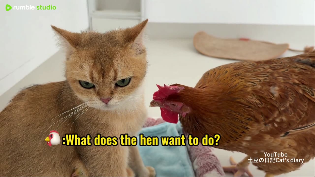 The mother hen decides to wrest custody of her chicks from the cat's arms.