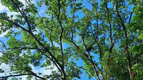 The melody of the day