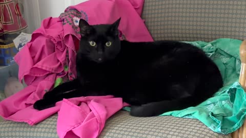 Cute Precious Piper Looks Very Majestic - My Adopted Shelter Cat Vlog