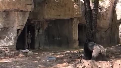 Zookeepers try to escape enclosure with male gorilla