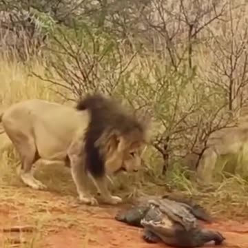 🙀 "A crocodile discovered amidst a pride of lions
