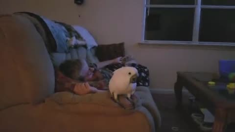 What Its Like To Watch TV With A Loud Cockatoo