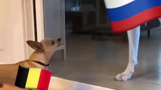 Belgium Levels Moscow with One Strike! 😂 Gotta Bark Louder