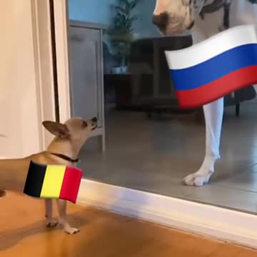 Belgium Levels Moscow with One Strike! 😂 Gotta Bark Louder