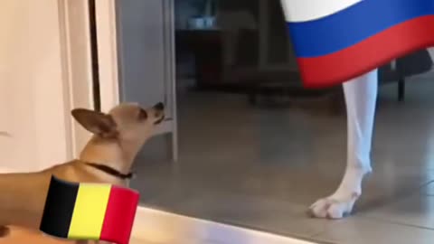 Belgium Levels Moscow with One Strike! 😂 Gotta Bark Louder