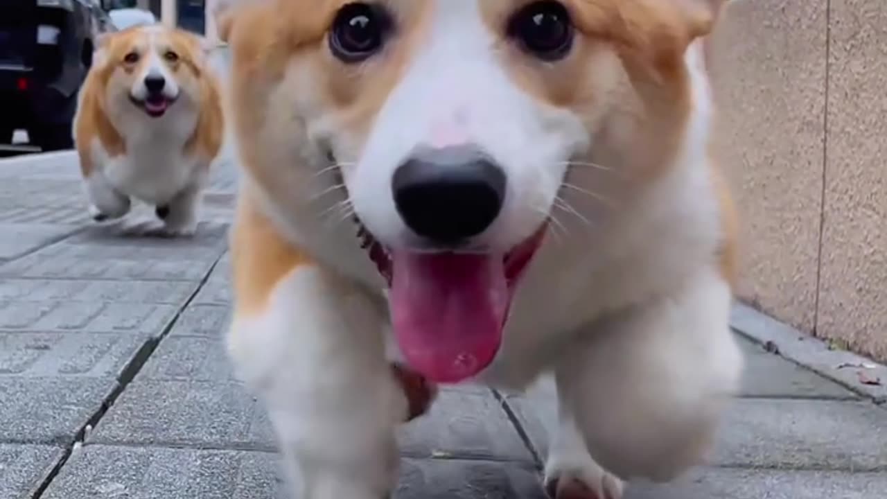 "Wow! The little Corgi is so happy it could fly!"