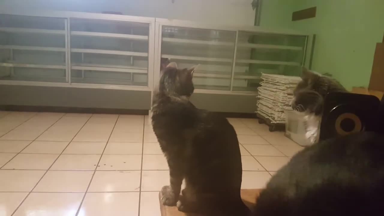 Pointless Pet Video Episode 12 : She Had To Be The Runt (Jan 14, 2018)