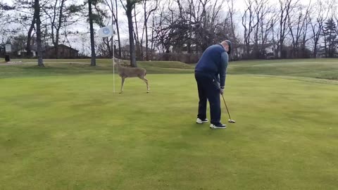 Wild Deer Crashes Golf Game