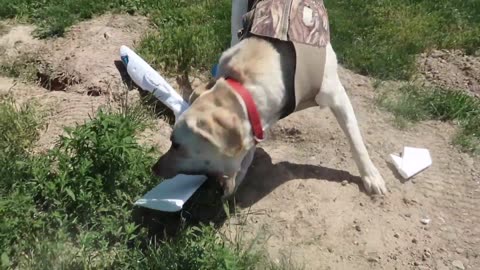 golden-retriever-lab-play-with-airplanes