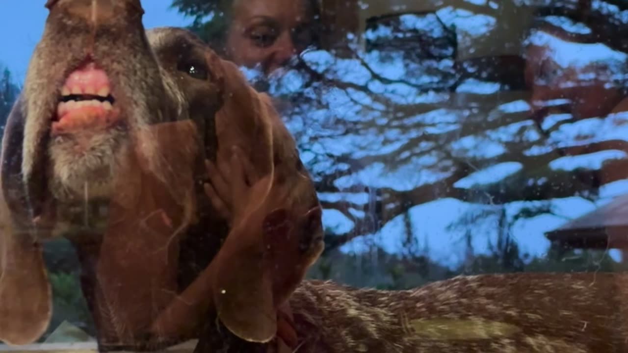 Cute Little Window Teeth