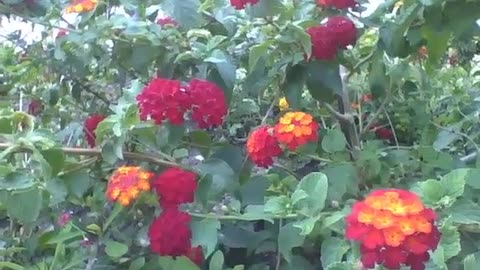 A small garden with many flowers of the lantana camara [Nature & Animals]