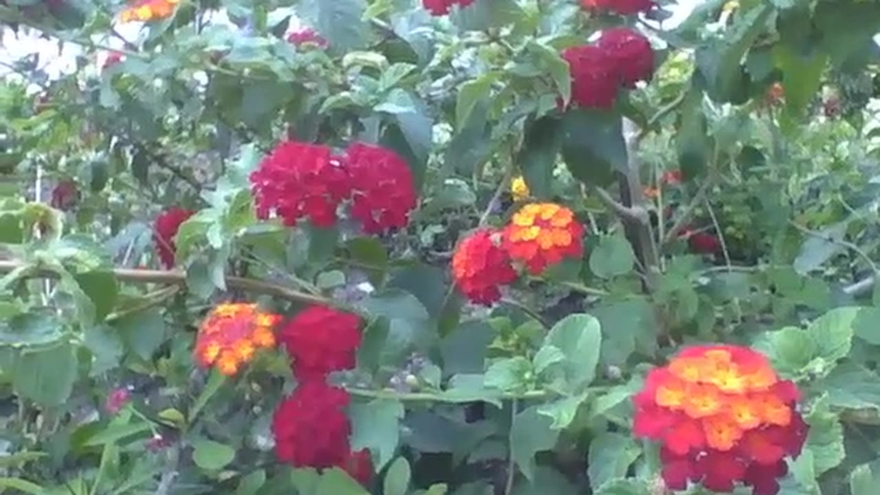 A small garden with many flowers of the lantana camara [Nature & Animals]