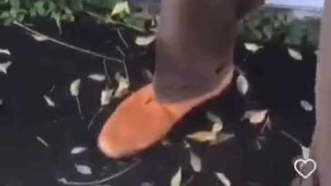 Yall Rocking With This Lawyer?