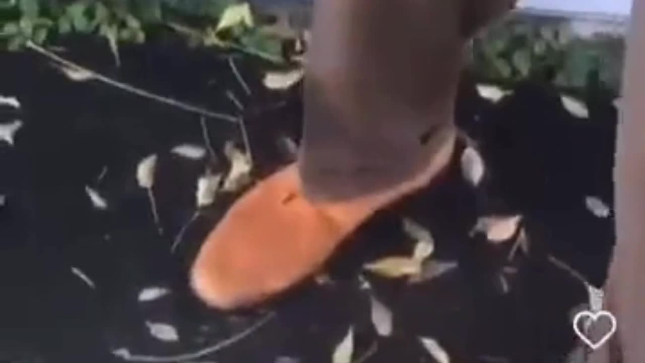 Yall Rocking With This Lawyer?