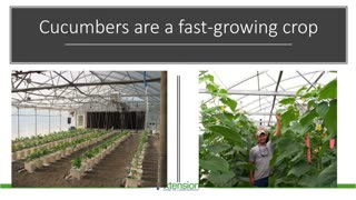 An Overview of Hydroponic Cucumbers