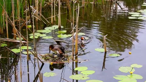 Great Crested Grebe | Nesting