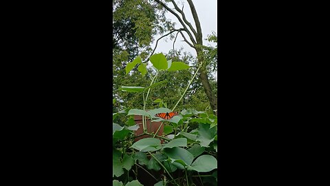 কি যে সুন্দর butterfly 🦋 ♥️